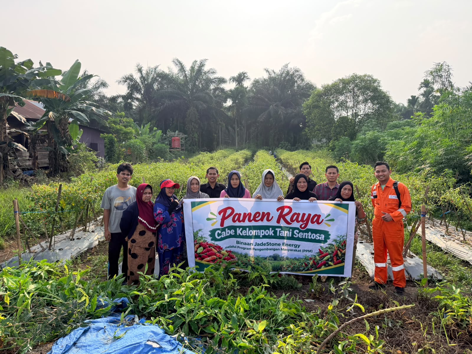 Jadestone Energy Dukung Produktivitas Petani, Kelompok Tani Sentosa Gelar Panen Raya Cabai
