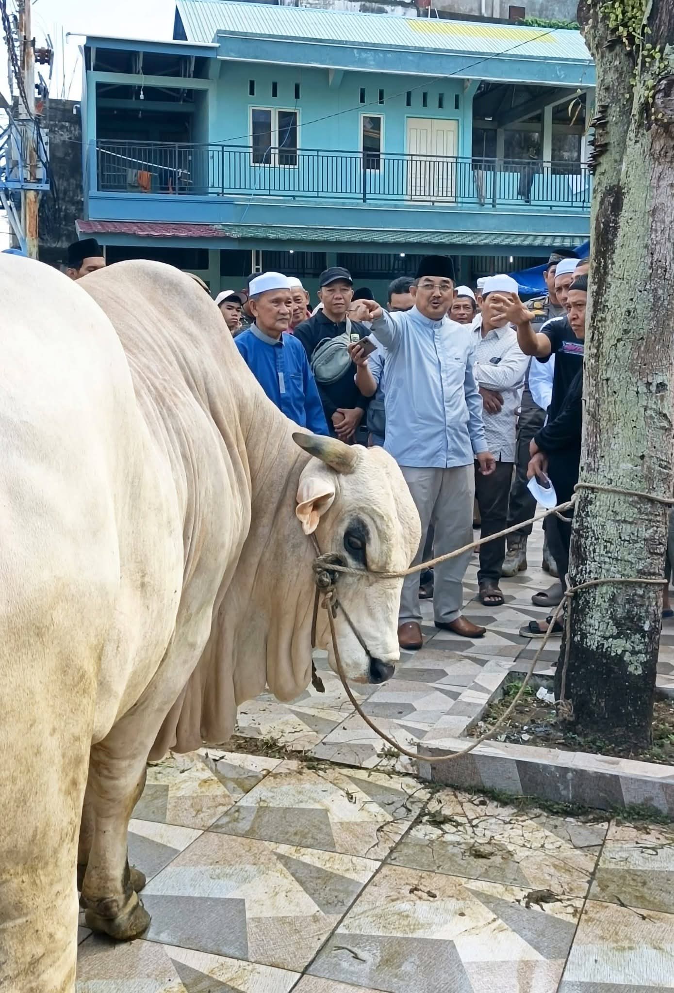 Bupati Anwar Sadat Serahkan Sapi Kurban Bantuan Presiden Prabowo untuk Masyarakat Tanjab Barat