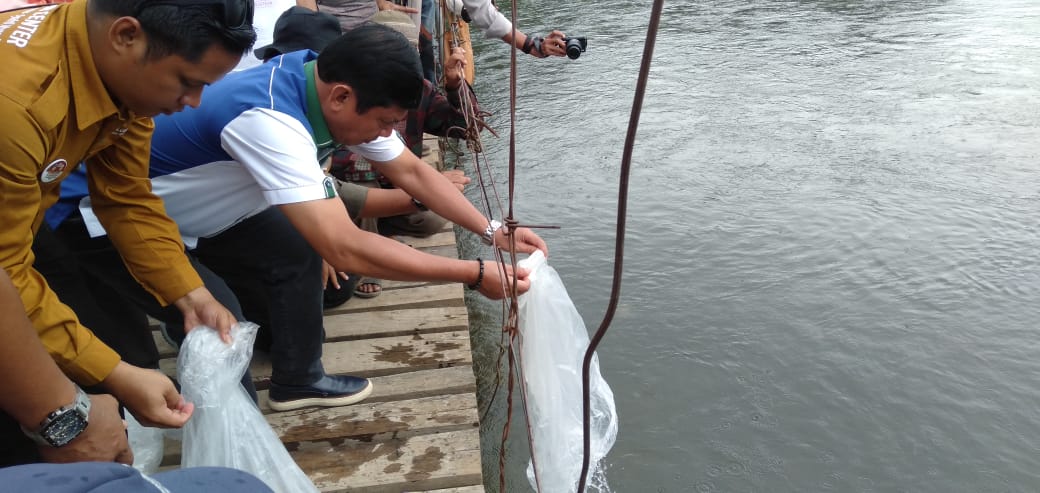 Syafril Nursal Sebar Ribun Benih Ikan Semah,  Harap Menjadi Wisata dan Sumber Ekonomi Masyrakat
