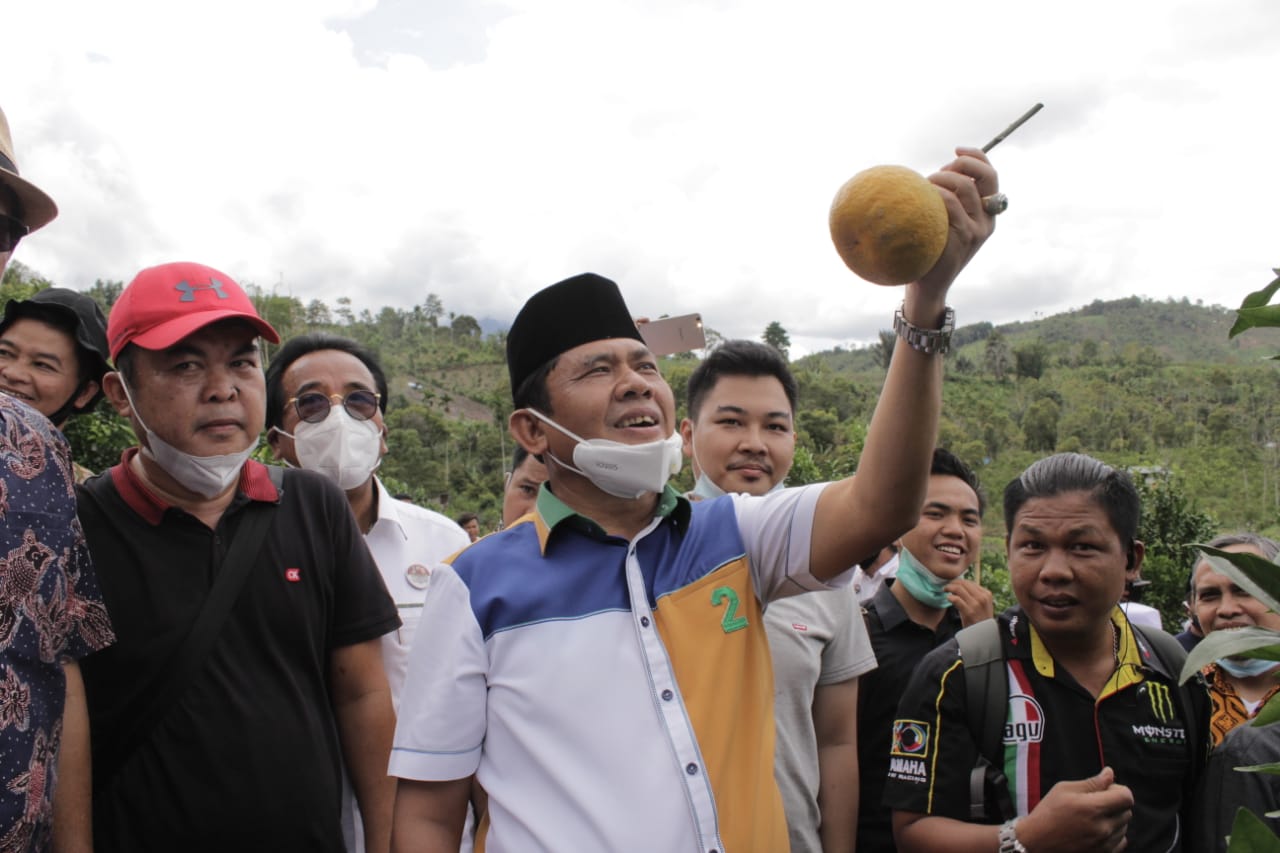 Syafril Nursal Harap Jeruk Gerga Kerinci Menjadi Jeruk Nomor Satu Dunia