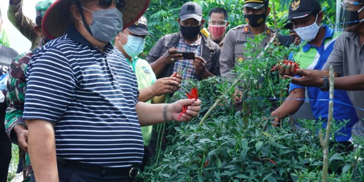 Pemkab Tanjabbar Gelar Panen Raya