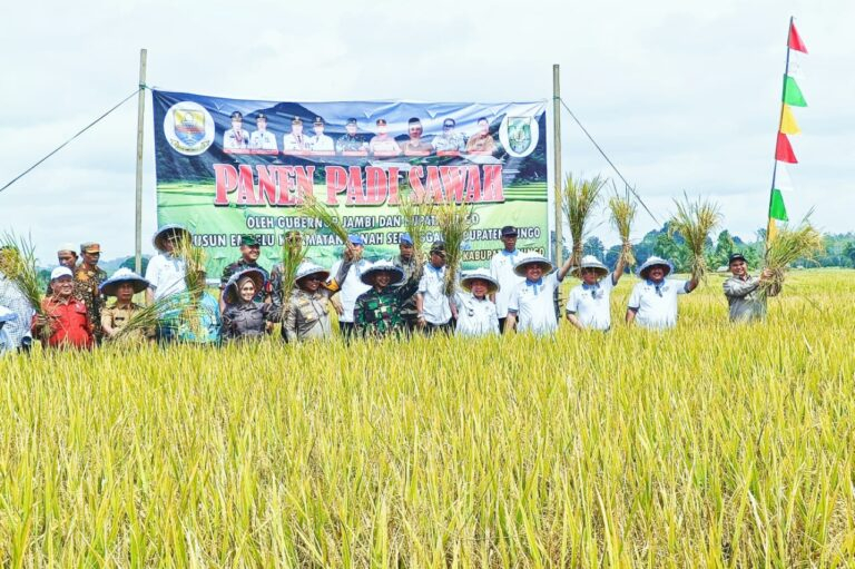 Al Haris dan Mashuri Tanam dan Panen Padi Sawah Bersama di Empelu Bungo